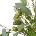 NSIMG-SHA256:2bb758e1d78004ceda1ff357f0e0bf383ba7994201ab61df908739d82e517457 · Isalbi Rogue King Protea Native Mix - Claire White & Green