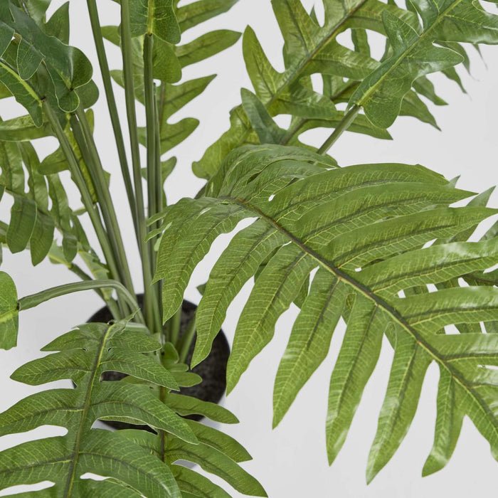 Fern Hares Foot 1.07m