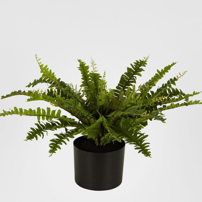 Boston Fern In Black Pot Medium