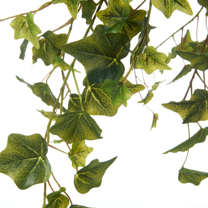 NSIMG-SHA256:6ee883c5281e2115b2c8f8cd90167317bf998aff97da8063ebb594a736b88e37 · Isalbi Rogue Ivy Hanging Bush Green