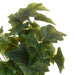 NSIMG-SHA256:b9383455a58cf2896aeb9ace2647b033f933cf617971fbd6b97ef08ddb8d4bfd · Isalbi Rogue Ivy Bush Green