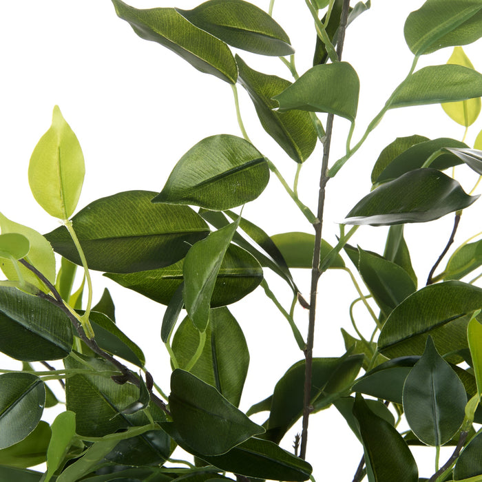 NSIMG-SHA256:63613f1069a079ac10943bca5eed0af3c923c3be175e11418ec4ed0e3fb3c0c1 · Isalbi Rogue Ficus Leaf Spray Green