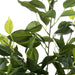 NSIMG-SHA256:63613f1069a079ac10943bca5eed0af3c923c3be175e11418ec4ed0e3fb3c0c1 · Isalbi Rogue Ficus Leaf Spray Green