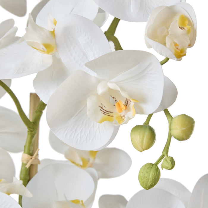NSIMG-SHA256:e96c90fcaf0bc944bc8a203ef0e51874a0acf3881d0314c43a4b50dc15c629d6 · Isalbi Rogue Phalaenopsis Orchid - Black Pot