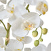 NSIMG-SHA256:e96c90fcaf0bc944bc8a203ef0e51874a0acf3881d0314c43a4b50dc15c629d6 · Isalbi Rogue Phalaenopsis Orchid - Black Pot