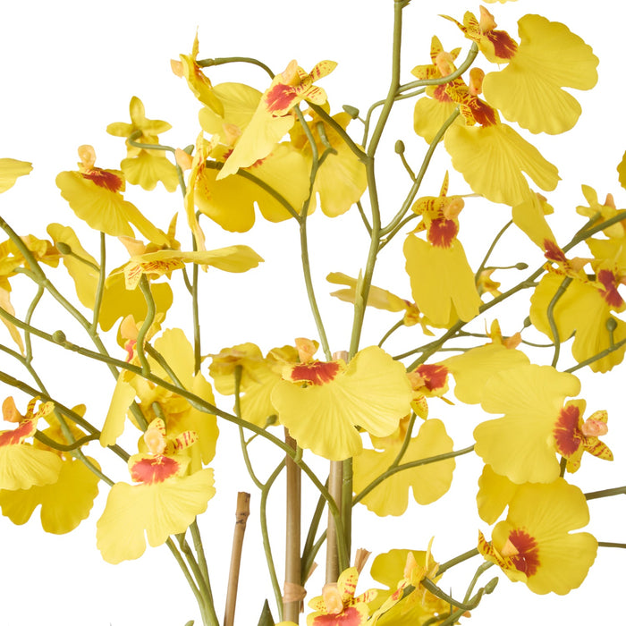 NSIMG-SHA256:933774a4bb71a1b2a96e6c4bdee39eb70f707429db8d269455878d156c6d9b9e · Isalbi Rogue Dancing Orchid Pot Mustard Yellow