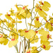 NSIMG-SHA256:933774a4bb71a1b2a96e6c4bdee39eb70f707429db8d269455878d156c6d9b9e · Isalbi Rogue Dancing Orchid Pot Mustard Yellow
