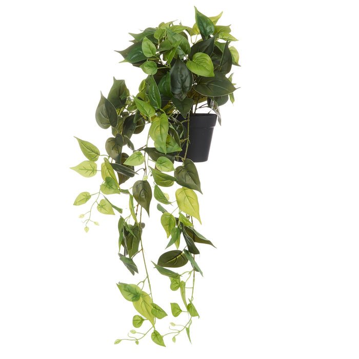 NSIMG-SHA256:6a7a05c468d5357c1b8ce8deb7dabb0b07d2cab70194a3792330f0b82386aeca · Isalbi Rogue Pothos Hanging Green