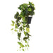 NSIMG-SHA256:6a7a05c468d5357c1b8ce8deb7dabb0b07d2cab70194a3792330f0b82386aeca · Isalbi Rogue Pothos Hanging Green