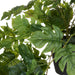 NSIMG-SHA256:9e4f255fae106f4039db66b28cb5c2180345f57726107e83204a637ae5ea75fa · Isalbi Rogue Monstera Hanging Green