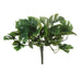 NSIMG-SHA256:abdcf5c2070a07a2cc6fa2d816c89599c4330045c5ef8a117f22bb47d5e02866 · Isalbi Rogue Monstera Bush Green