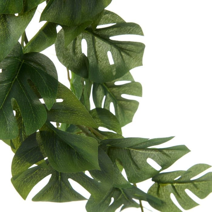 NSIMG-SHA256:83741007ca042dd251c1fea440fd773fa21d691b9968e5ab82590aea5ac24595 · Isalbi Rogue Monstera Hanging Bush Green