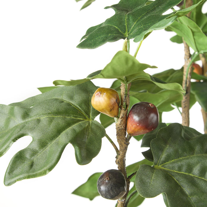NSIMG-SHA256:3f959856bd9f8bc6d65df703edc10ade591464b83edf80b4c5503c362cc89e95 · Isalbi Rogue Fig Tree - Garden Pot Green