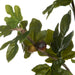 NSIMG-SHA256:47c5a87e3ffca33413cf0c32aa59ddf61ccb67cbdcd2148b6a3dc64381407e3c · Isalbi Rogue Fig Spray Green
