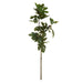 NSIMG-SHA256:23c6d5c8c2813a7bb6b4fe882cd85e9cd40ca98458ee9f819f447914daa622f3 · Isalbi Rogue Fig Spray Green