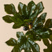 NSIMG-SHA256:8051fdede530deb58ba73282257ebedca52dcc901c34102fd7d7e3a89d3d1f03 · Isalbi Rogue Fig Spray Green