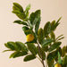 NSIMG-SHA256:c73eb44d79a8f66a001f0a011509935a0113d5454ac37aa37d0fb8a54e5b6313 · Isalbi Rogue Lemon Spray Green