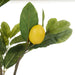 NSIMG-SHA256:3e8832309f4193f5329ac2f6072a8e915ef3508517ad902fe9cd483869a6c02c · Isalbi Rogue Lemon Spray Green