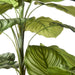 NSIMG-SHA256:fa48df7f8286600347d034c3bc97c6e76fb7682f18af2a1b3f44ed0ba954c3bf · Isalbi Rogue Calathea Plant - Garden Pot Green