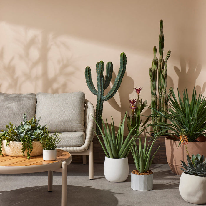 NSIMG-SHA256:ae287984c67ff5aa3a09838fbfdbb48df9ca349537948c93c2eef6e08aac1f12 · Isalbi Rogue Flowering Cactus - Garden Pot Green