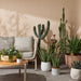 NSIMG-SHA256:ae287984c67ff5aa3a09838fbfdbb48df9ca349537948c93c2eef6e08aac1f12 · Isalbi Rogue Flowering Cactus - Garden Pot Green