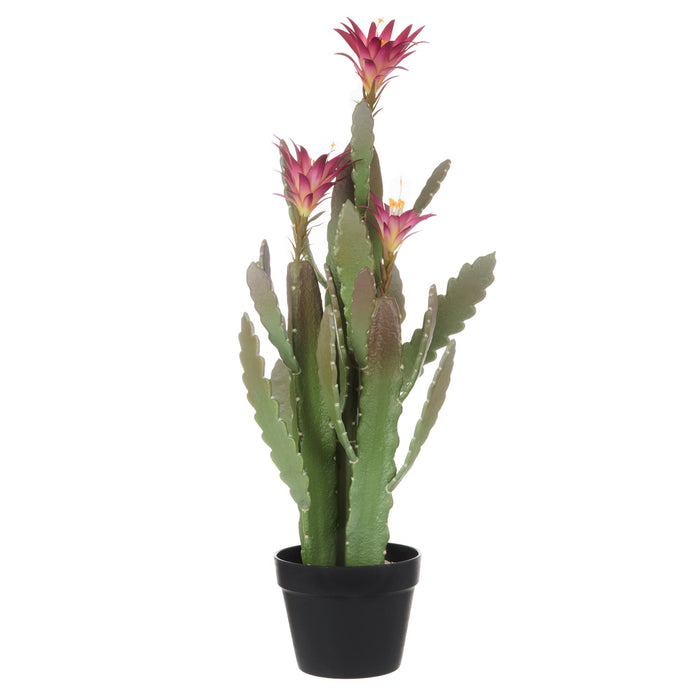 NSIMG-SHA256:a2299cd0f1632b123e7a3e953e26ee1c32362cf02c374fe6840828d8b9aed378 · Isalbi Rogue Flowering Cactus - Garden Pot Green