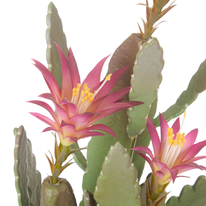 NSIMG-SHA256:f55f8c951da5419d61a415f29025860046153a3a9da583c2f95fc45f7ef89733 · Isalbi Rogue Flowering Cactus - Garden Pot Green