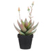 NSIMG-SHA256:d644ef5ad961e0b6bfbddb6b7fb89704f2db382931abbf00178b3984af5127f0 · Isalbi Rogue Flowering Aloe Green