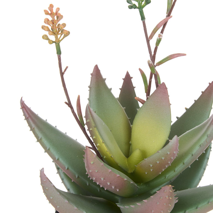 NSIMG-SHA256:8d5e6b5b73ba6609b2e011c1b581a57fce91920b5f99ad5f82b64e73bcece30e · Isalbi Rogue Flowering Aloe Green