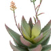 NSIMG-SHA256:8d5e6b5b73ba6609b2e011c1b581a57fce91920b5f99ad5f82b64e73bcece30e · Isalbi Rogue Flowering Aloe Green