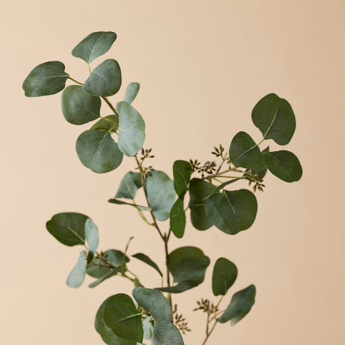 NSIMG-SHA256:a08e029f3371ceef23ccd921392fb7b8c2a103f1b5b00d17b81348b24189c8dc · Isalbi Rogue Eucalyptus Seeded Spray Green