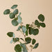NSIMG-SHA256:a08e029f3371ceef23ccd921392fb7b8c2a103f1b5b00d17b81348b24189c8dc · Isalbi Rogue Eucalyptus Seeded Spray Green