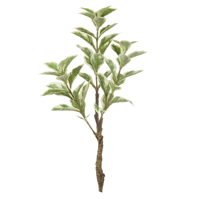 NSIMG-SHA256:de77dcbaf351a98e1fbfae2ef2bc246e5ef920e1392c182e2b3e9657cf7d6634 · Isalbi Rogue Ficus Variegated Spray Green