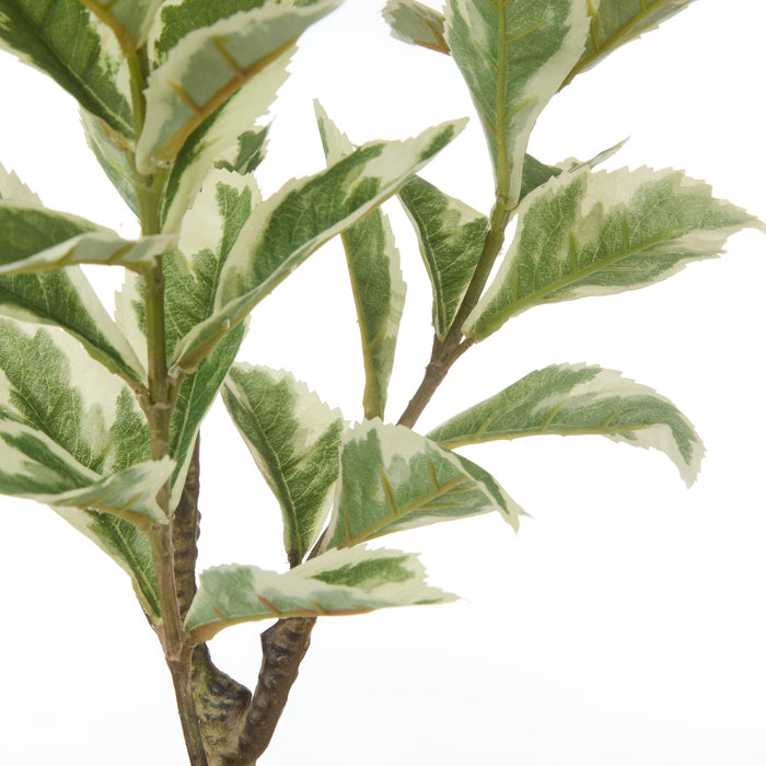 NSIMG-SHA256:ab3b8ef3994d0b4c47ad24f7e686acd5ff2dc3de3c006115d70b8a5a694e205a · Isalbi Rogue Ficus Variegated Spray Green
