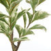 NSIMG-SHA256:ab3b8ef3994d0b4c47ad24f7e686acd5ff2dc3de3c006115d70b8a5a694e205a · Isalbi Rogue Ficus Variegated Spray Green