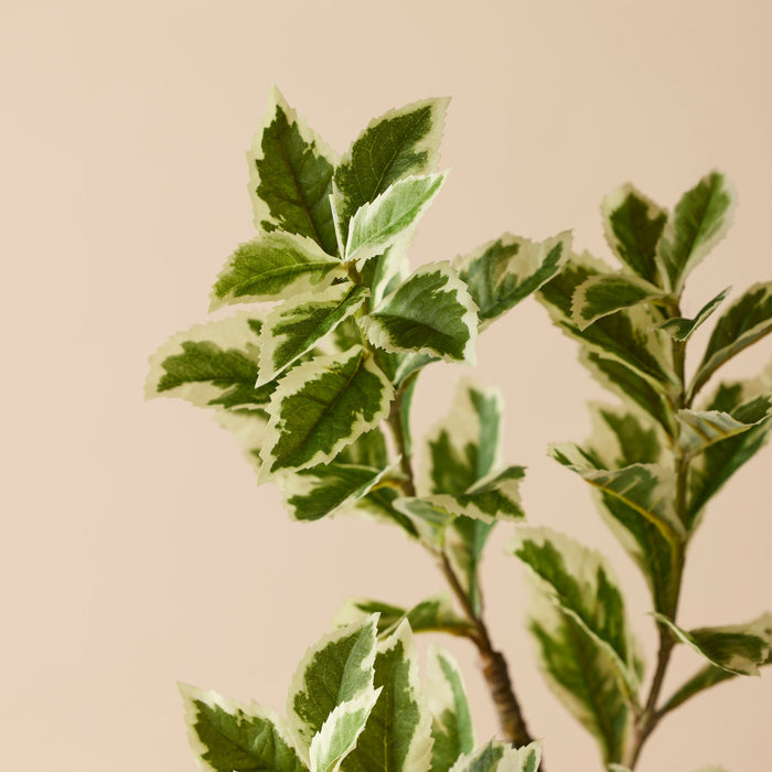 NSIMG-SHA256:bbf3d52fb67ff26b6c53a981c41ce91c28936461535e54fa6e054ac9ea2dd20d · Isalbi Rogue Ficus Variegated Spray Green