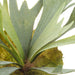 NSIMG-SHA256:3c291affd01eebd973127621924aca3b26ff7d5d2237652ad7bee4ec8c9d1987 · Isalbi Rogue Staghorn Fern Moss Green