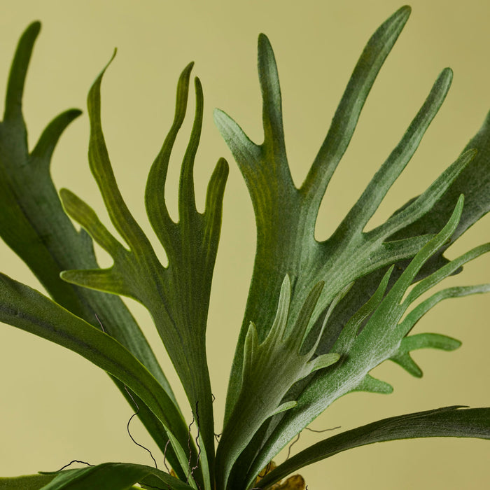 NSIMG-SHA256:e5147f1a5dd43c5de4977f2699820ef63aa560806dd6d789a4e46e1ef4f0e689 · Isalbi Rogue Staghorn Fern Moss Green