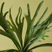 NSIMG-SHA256:e5147f1a5dd43c5de4977f2699820ef63aa560806dd6d789a4e46e1ef4f0e689 · Isalbi Rogue Staghorn Fern Moss Green