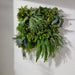 NSIMG-SHA256:07cf09d6494acb03b89b01168dc3def13d65963155218e6e410cf68e11da04f6 · Isalbi Rogue Staghorn Fern Moss Green