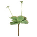 NSIMG-SHA256:be997fc91f35ac2ec49b73cc586bb2ac71399d9e6673eecdaa3069650e15ab3e · Isalbi Rogue Flapjack Flowering Green