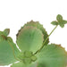 NSIMG-SHA256:eb960b05ae1a6a337ae3f4343273abed9c64c1caf2c66050c7b9701f23f5d827 · Isalbi Rogue Flapjack Flowering Green
