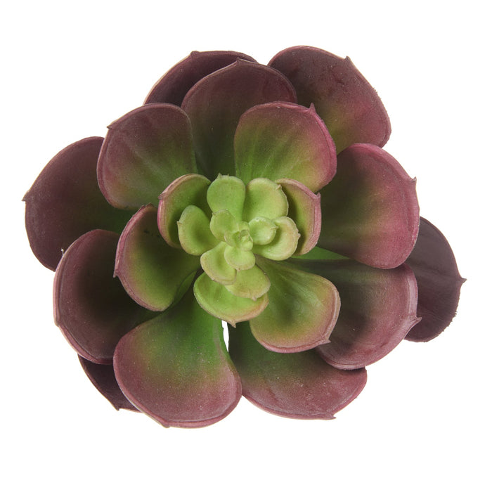 NSIMG-SHA256:22bfff2a5af970d39b3b8c293b470e54fd13866cd60aae03488a920794faae2c · Isalbi Rogue Aeonium Purple