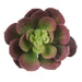 NSIMG-SHA256:22bfff2a5af970d39b3b8c293b470e54fd13866cd60aae03488a920794faae2c · Isalbi Rogue Aeonium Purple