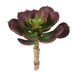 NSIMG-SHA256:01c295fed80206b12bf9325c50e465b7196632ba297191e17e814db7ed14c526 · Isalbi Rogue Aeonium Purple