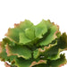 NSIMG-SHA256:81a36ec1311fee28a6a1cfd5fd5bfe60eca91c3b92deb8f71c65300fabde8714 · Isalbi Rogue Cabbage Succulent Green