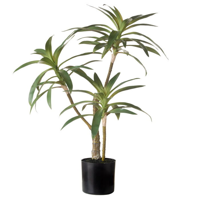 NSIMG-SHA256:79b5f73ba87f45ee8241a662d68b7e754994a8a9151ed57ac039eeb79bdaef33 · Isalbi Rogue Dracaena Plant Green