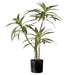 NSIMG-SHA256:79b5f73ba87f45ee8241a662d68b7e754994a8a9151ed57ac039eeb79bdaef33 · Isalbi Rogue Dracaena Plant Green