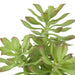 NSIMG-SHA256:3082513dec0e3b4dac875f67b62e6571e2aa71ccc6d17e3c6b6e1bf44d33395c · Isalbi Rogue 4 Head Echeveria Green