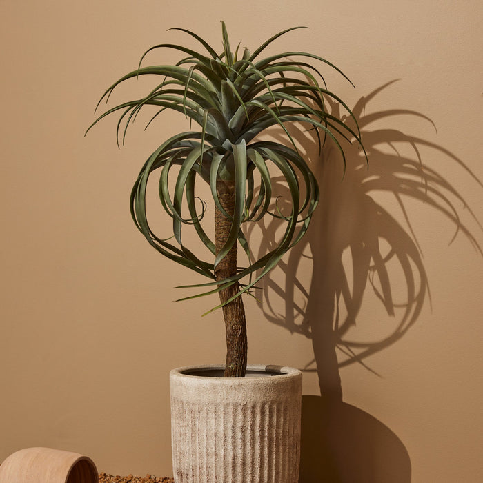 NSIMG-SHA256:49c978ac1bf50b30a8c6ba5136d8ad5409bb0d52cb3ab87ab6c59b7221a7718e · Isalbi Rogue Aloe Tree Green